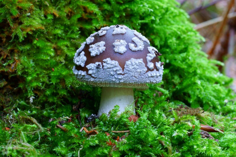 Champignon de Grey Spotted Amanita dans la forêt de bois tendre photographie stock libre de droits