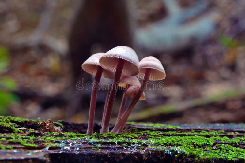 Mycena haematopus, known as the bleeding fairy helmet or the burgundydrop bonnet. Mycena haematopus, known as the bleeding fairy helmet or the burgundydrop bonnet