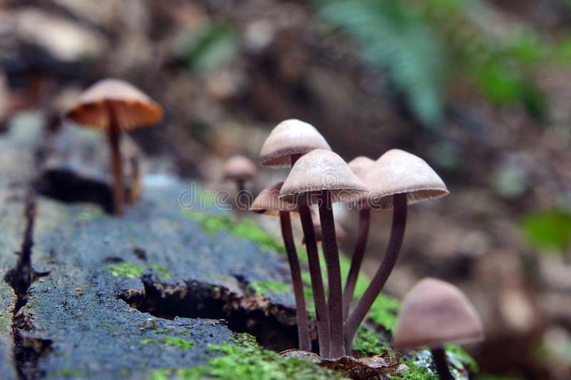 Mycena haematopus, known as the bleeding fairy helmet or the burgundydrop bonnet. Mycena haematopus, known as the bleeding fairy helmet or the burgundydrop bonnet