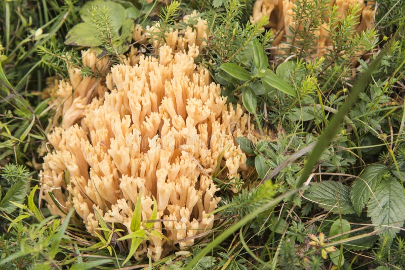 Barbe De Chèvre Champignon Comestible Champignon De La Barbe De La Chèvre Photo stock - Image du forêt