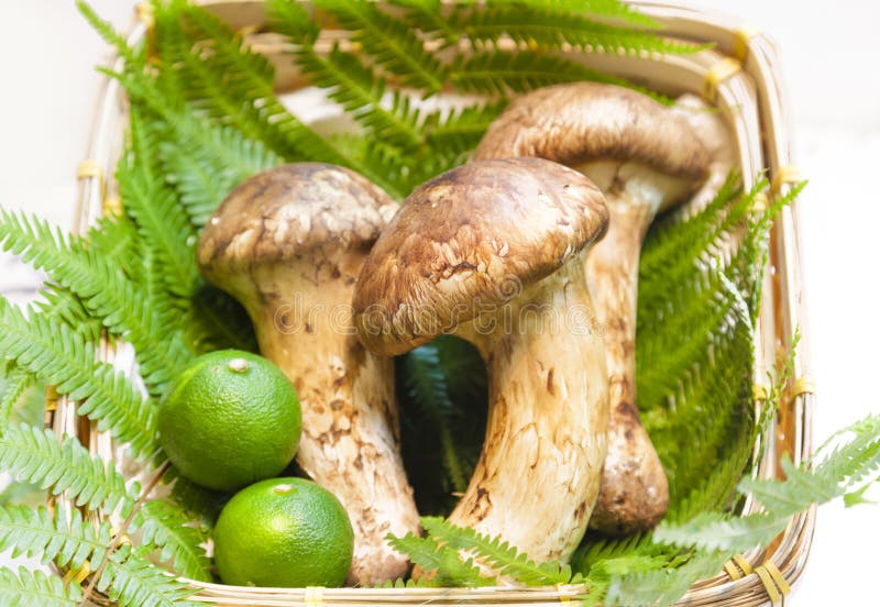 Champignon de Matsutake du Japon image libre de droits Champignon de Matsutake du Japon image libre de droits