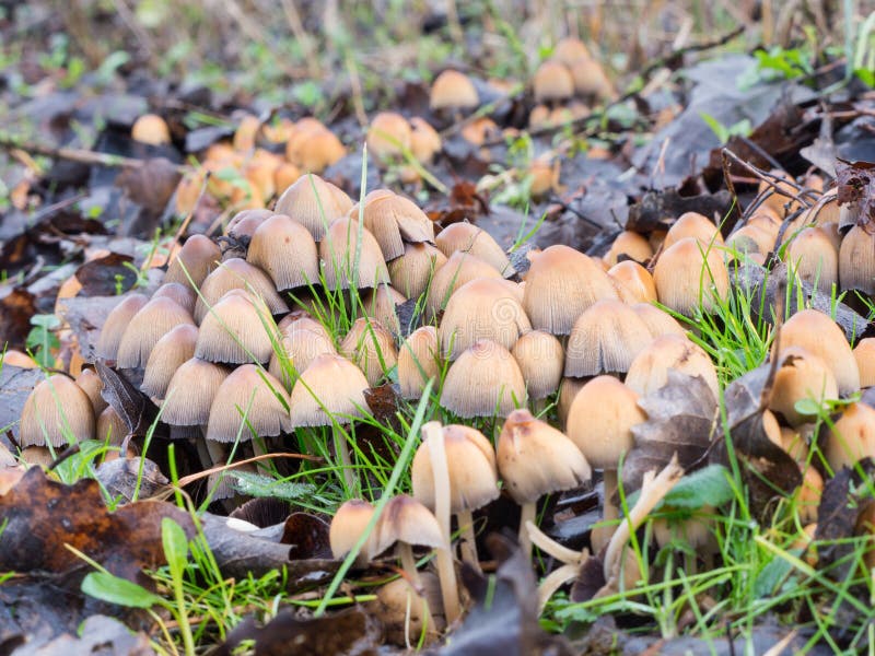 Close-up of a group of Coprinellus micaceus mushroom. Close-up of a group of Coprinellus micaceus mushroom