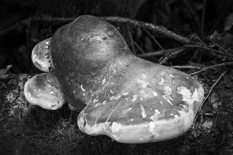 Champignon de parenthèse s'élevant sur un tronc d'arbre de décomposition photos stock Champignon de parenthèse s'élevant sur un tronc d'arbre de décomposition photos stock