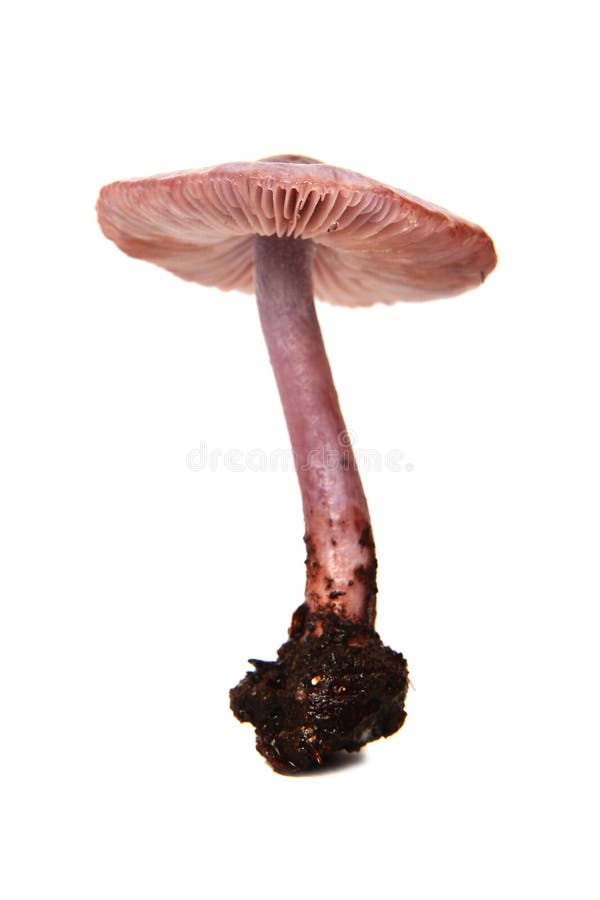 Mycena pura mushroom, the lilac bonnet. Mycena pura mushroom, the lilac bonnet
