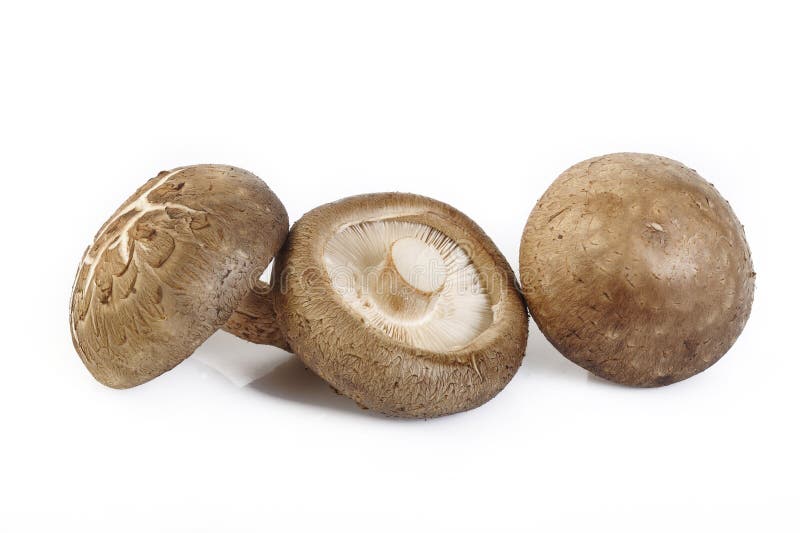 Champignon de shiitaké frais d'isolement sur le blanc image stock Champignon de shiitaké frais d'isolement sur le blanc image stock