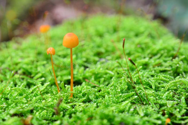 Mycena strobilinoides mushrooms in the forest, also known as the sarlet fairy helmet. Mycena strobilinoides mushrooms in the forest, also known as the sarlet fairy helmet