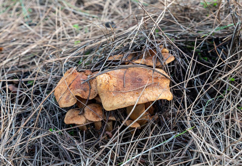 Mushroom family - Fiber - Inocybe make their way through a layer of grass and needles in a coniferous forest, near the Safed city, in northern Israel. Mushroom family - Fiber - Inocybe make their way through a layer of grass and needles in a coniferous forest, near the Safed city, in northern Israel