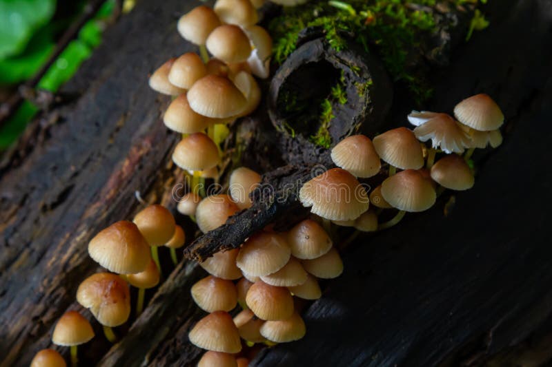 inedible fungus grows in forests, Central Europe, Mycena renati. inedible fungus grows in forests, Central Europe, Mycena renati.