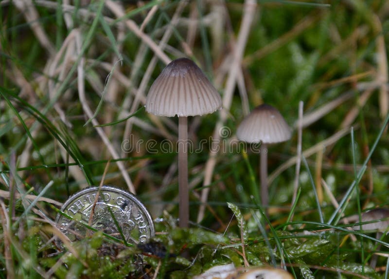 Tiny (Mycena avenacea) toadstool found in autumn on woodland floors amongst fallen leaves. Shown here alongside a UK 5 pence piece. Tiny (Mycena avenacea) toadstool found in autumn on woodland floors amongst fallen leaves. Shown here alongside a UK 5 pence piece