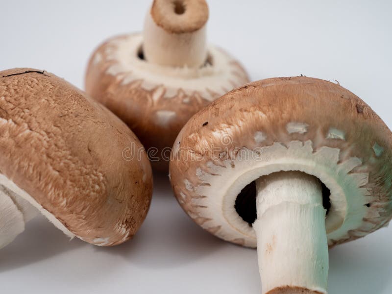 Champignon Mushrooms a Background. Stock - Image of macro: 230493064