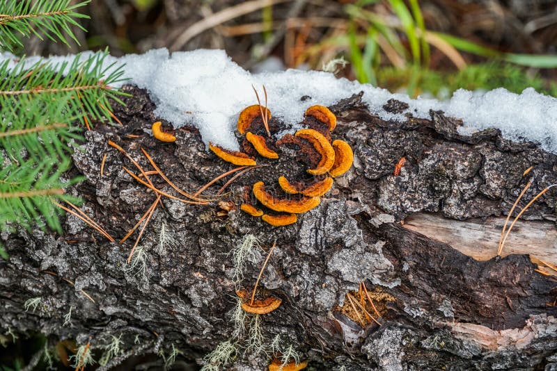 Yellow and orange mushroom growing our of a fallen tree. A bit of snow resting on the rugged, textured surface of the black and white tree bark. Blades of grass and twigs seen scattered around. Yellow and orange mushroom growing our of a fallen tree. A bit of snow resting on the rugged, textured surface of the black and white tree bark. Blades of grass and twigs seen scattered around.