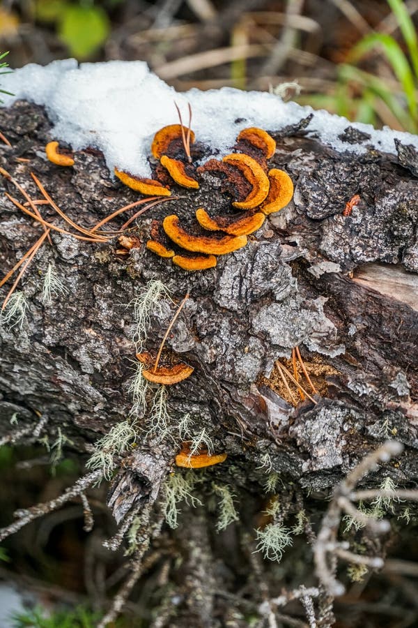 Yellow and orange mushroom growing our of a fallen tree. A bit of snow resting on the rugged, textured surface of the black and white tree bark. Blades of grass and twigs seen scattered around. Yellow and orange mushroom growing our of a fallen tree. A bit of snow resting on the rugged, textured surface of the black and white tree bark. Blades of grass and twigs seen scattered around.