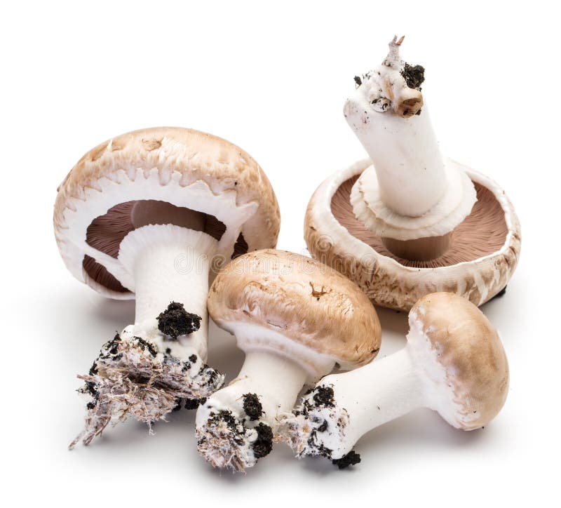Champignon-Pilze im weißen Hintergrund