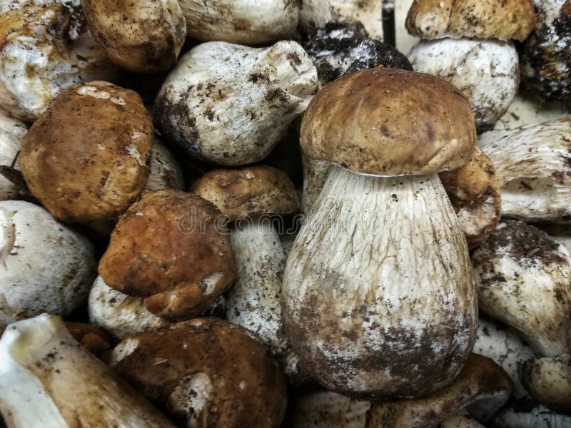 Champignon rassemblé frais photographie stock libre de droits Champignon rassemblé frais photographie stock libre de droits