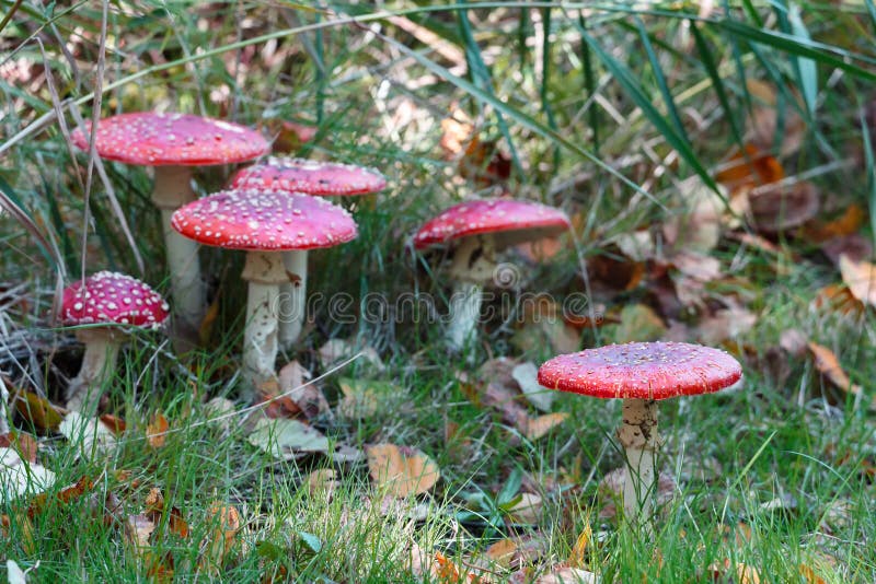 Champignon rouge d'amanite photographie stock