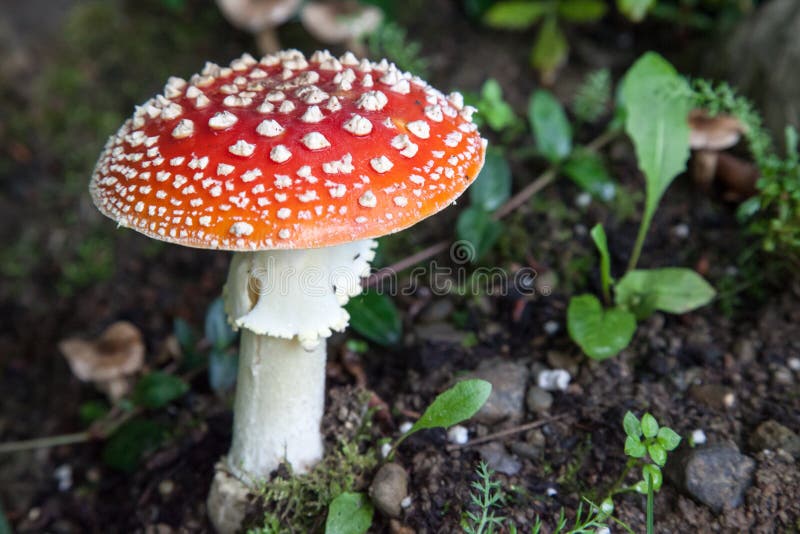 Champignon rouge d'amanite photos libres de droits