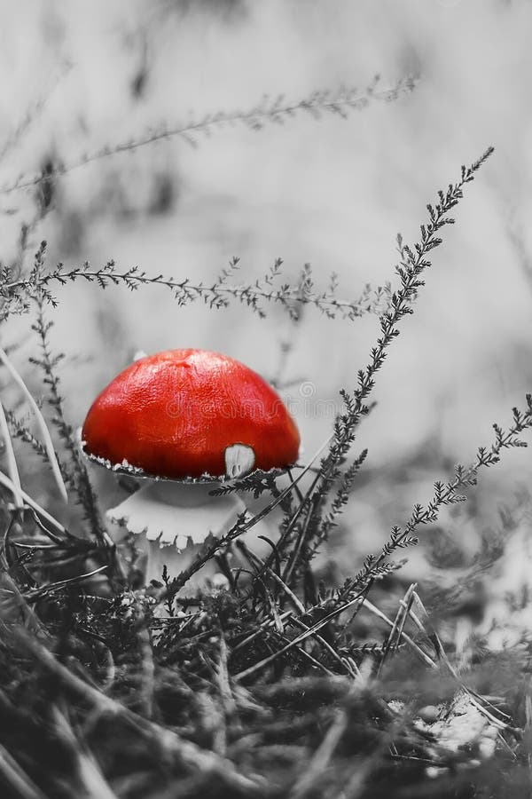 Champignon rouge d'amanite dans la forêt image stock