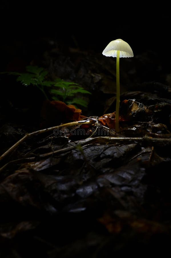 Glowing Mushroom Mycena epipterygia In Dark Forest. Glowing Mushroom Mycena epipterygia In Dark Forest
