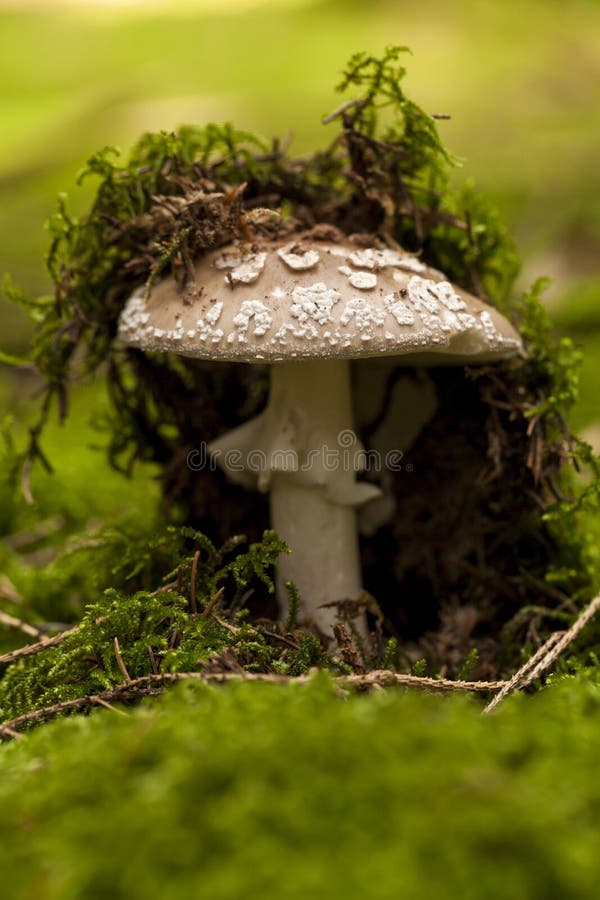 Champignon sauvage d'amanite dans une forêt photos libres de droits