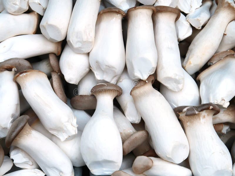 Champignon sauvage, Japon photo stock. Image du lames 34719544