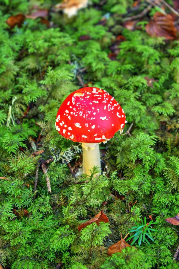 Champignon toxique d'amanite d'agaric de mouche photo stock Champignon toxique d'amanite d'agaric de mouche photo stock