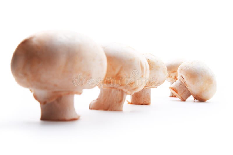 Champignon on white background, fungus