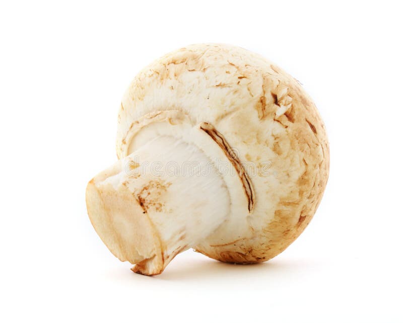 Champignon on white background, fungus