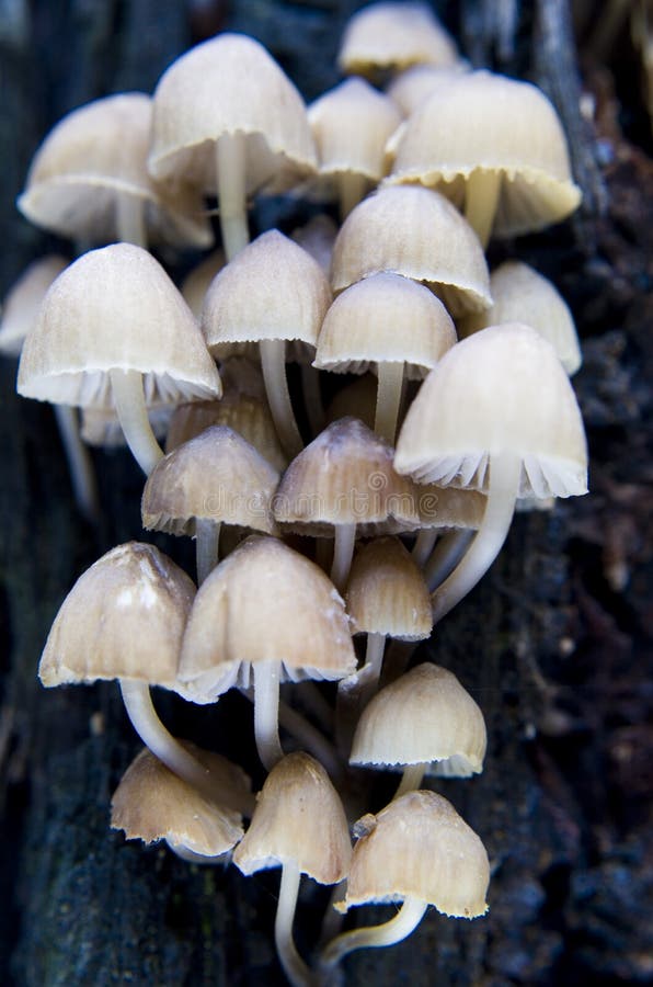 Cluster of mycena mushrooms growing on a tree trunk. Cluster of mycena mushrooms growing on a tree trunk