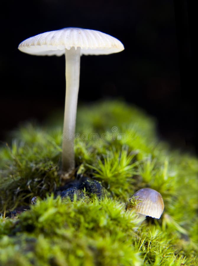 Mushrooms of the mycena family growing on a green bed of moss. Mushrooms of the mycena family growing on a green bed of moss