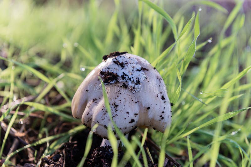 Champignons Amanita Parmi Les Débris Forestiers photo stock