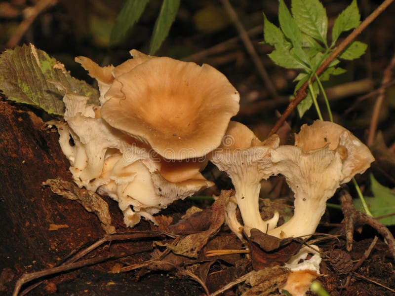 Champignons automnaux de forêt image libre de droits Champignons automnaux de forêt image libre de droits