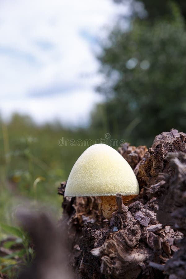 2,448 Champignons Sur Le Bois Mort Photos libres de droits et gratuites de Dreamstime