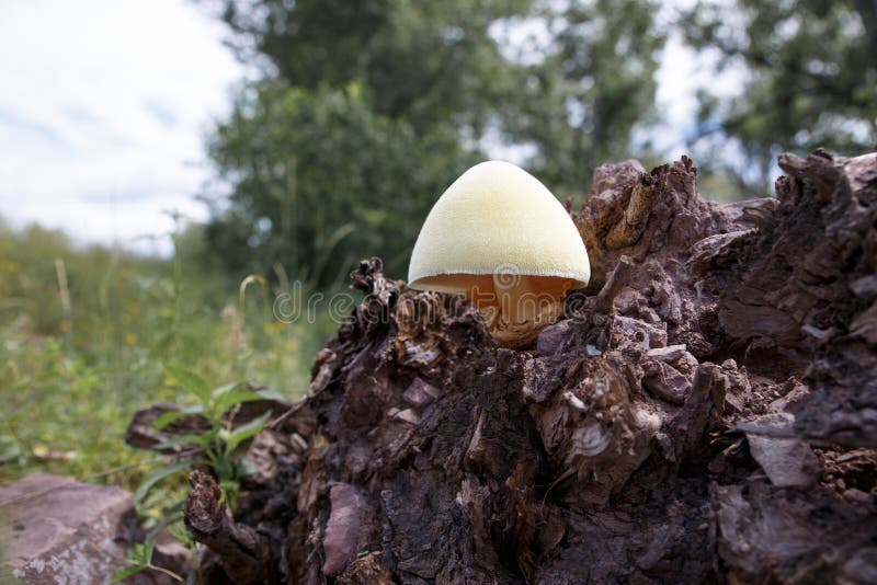 2,448 Champignons Sur Le Bois Mort Photos libres de droits et gratuites de Dreamstime