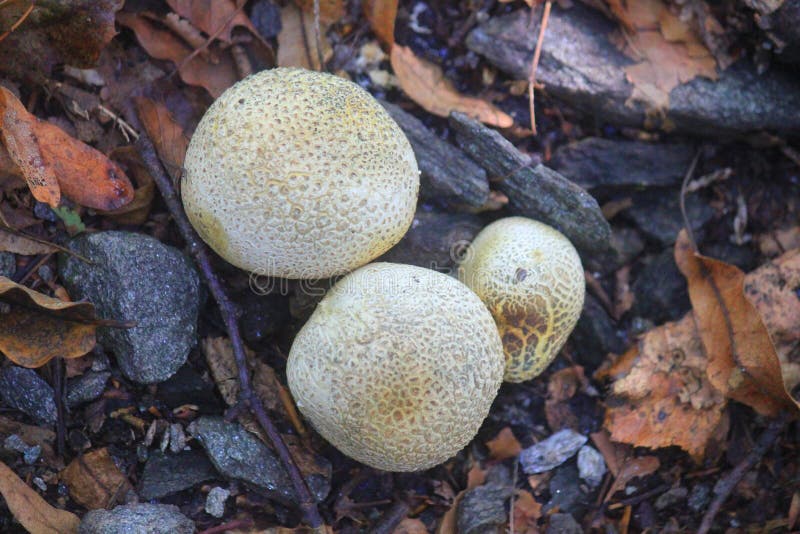 Champignons dans la forêt en été photos stock Champignons dans la forêt en été photos stock