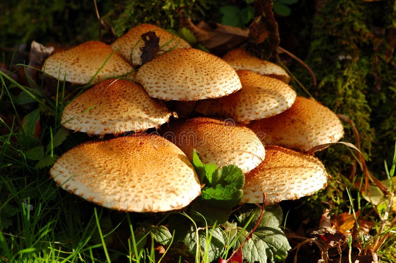 Beautiful Mushrooms in the Autumn. Beautiful Mushrooms in the Autumn