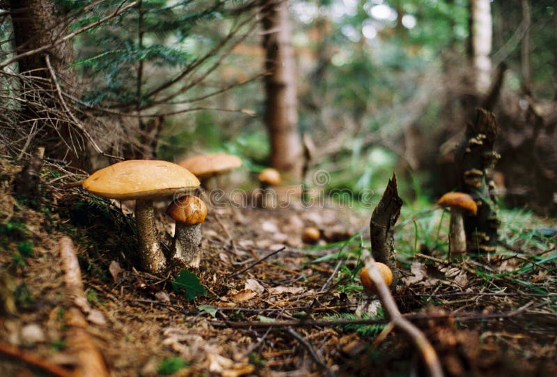 Champignons de couche photos libres de droits Champignons de couche photos libres de droits