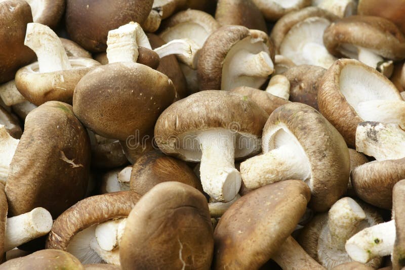 Champignons de couche photos stock Champignons de couche photos stock