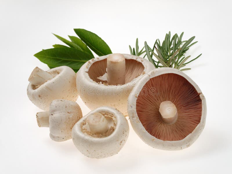 Champignons de couche photo libre de droits Champignons de couche photo libre de droits
