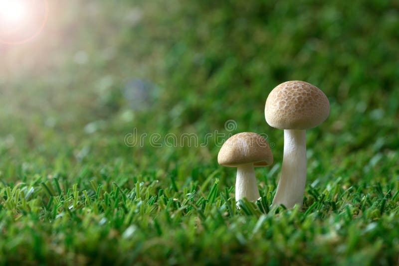 Champignons de couche photo stock Champignons de couche photo stock