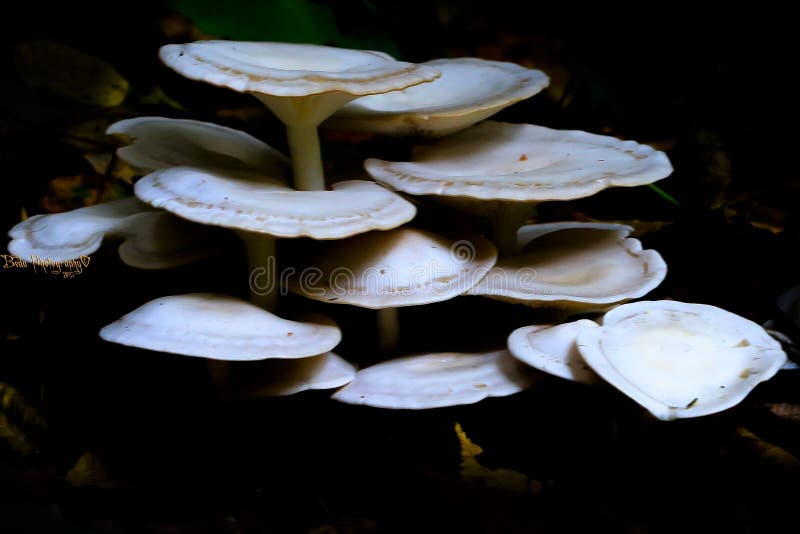 Champignons de couche image libre de droits Champignons de couche image libre de droits