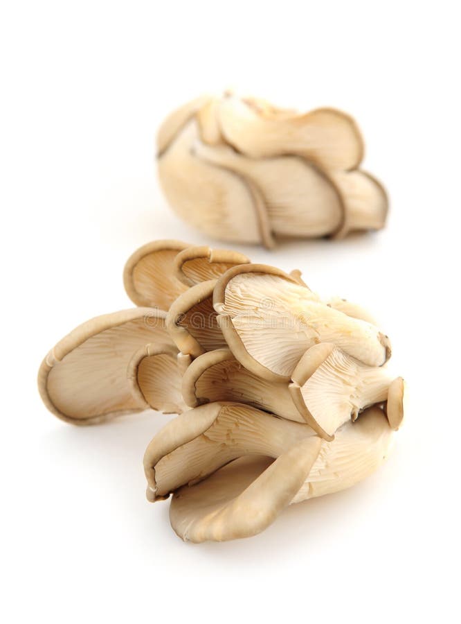 Clusters of oyster mushrooms isolated on white background. Clusters of oyster mushrooms isolated on white background