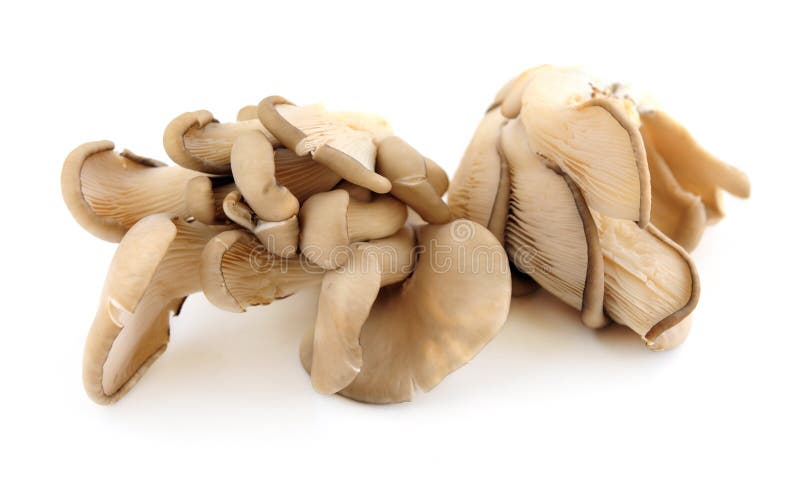 Clusters of oyster mushrooms isolated on white background. Clusters of oyster mushrooms isolated on white background