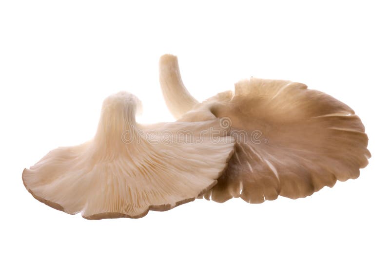 Champignons de couche d'huître gris macro photos stock Champignons de couche d'huître gris macro photos stock