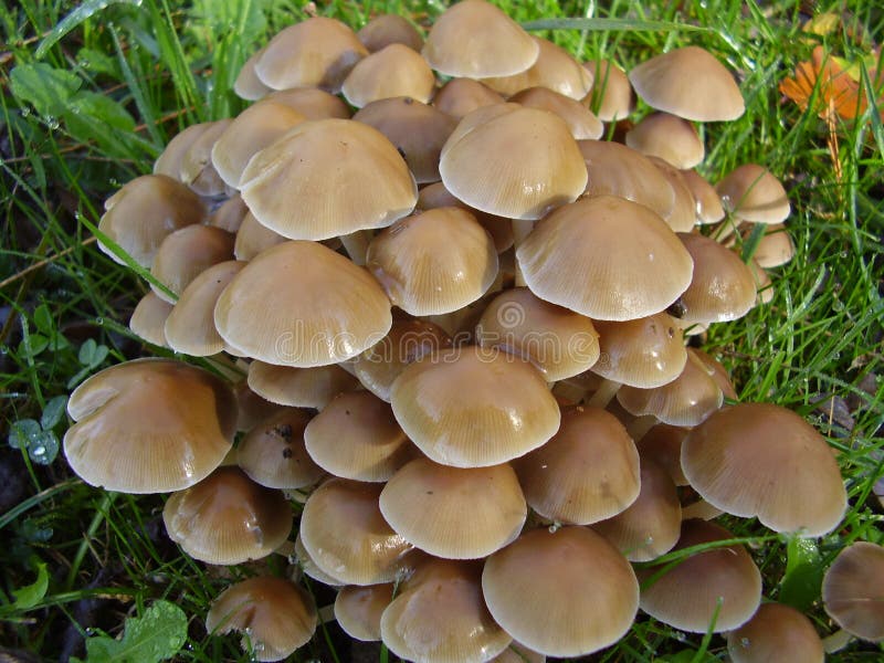 A troop of Mycena inclinata mushrooms, also known as Clustered Bonnet. A troop of Mycena inclinata mushrooms, also known as Clustered Bonnet