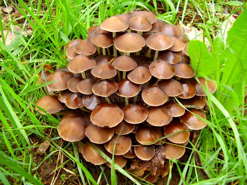 A troop of Mycena inclinata mushrooms, also known as Clustered Bonnet. A troop of Mycena inclinata mushrooms, also known as Clustered Bonnet