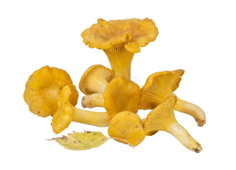Champignons de couche de chanterelle sur un fond blanc image stock Champignons de couche de chanterelle sur un fond blanc image stock