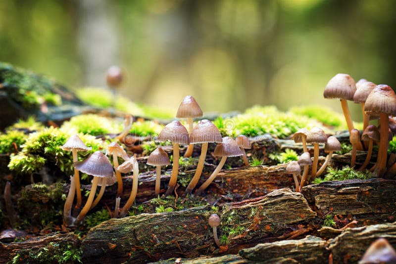 Mycena haematopus fungi, commonly known as the bleeding fairy helmet or burgundydrop bonnet, ggrowing in the remains of a dead tree. New Forest, Hampshire UK. Mycena haematopus fungi, commonly known as the bleeding fairy helmet or burgundydrop bonnet, ggrowing in the remains of a dead tree. New Forest, Hampshire UK