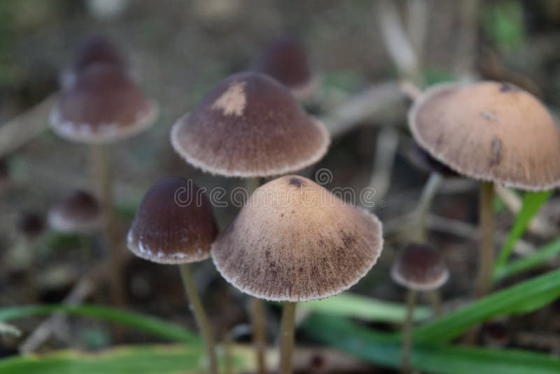 Mushrooms from the Mycena species, nicknamed Nitrous Lawn-Bonnet, or Mycena Leptocephala. Mushrooms from the Mycena species, nicknamed Nitrous Lawn-Bonnet, or Mycena Leptocephala.