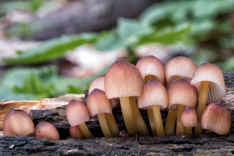 Fruiting body of Mycena renati mushrooms. Fruiting body of Mycena renati mushrooms