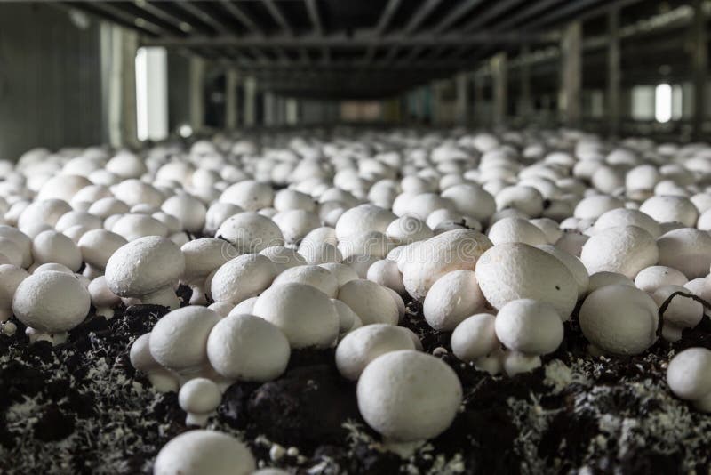 Champignons growing on a mushroom farm. Mushroom production industry. Champignons growing on a mushroom farm. Mushroom production industry